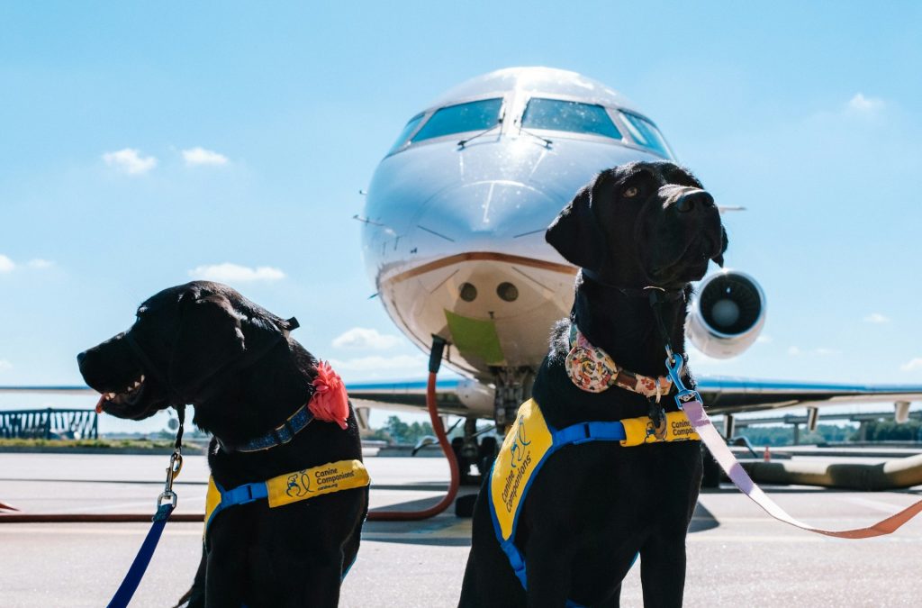 Airport pet travel